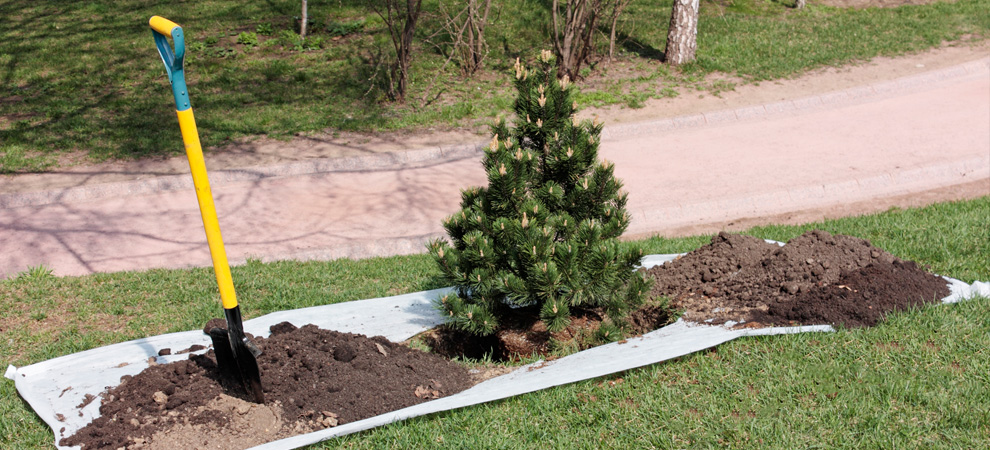 Hallsville Tree Planting