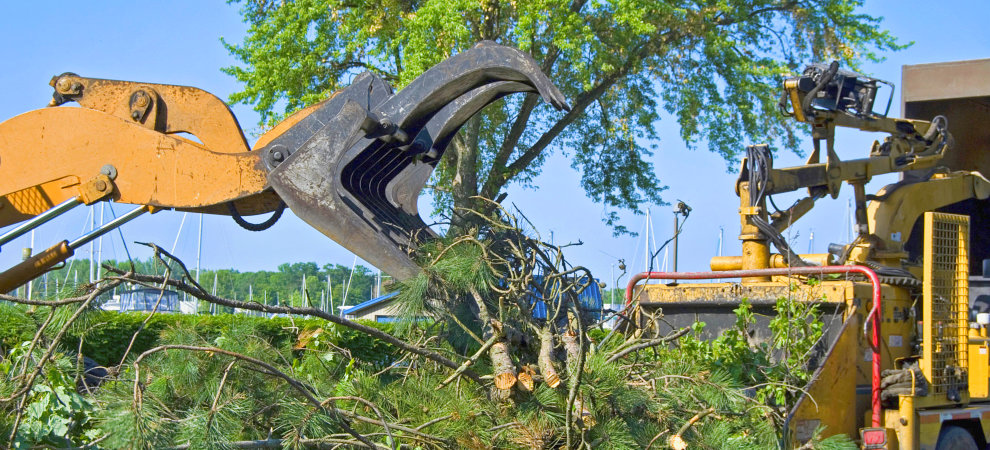 Ashland Tree Trimming & Removal